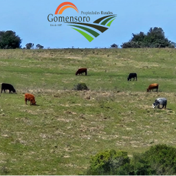 Ventas  Rocha Ciudad de Rocha